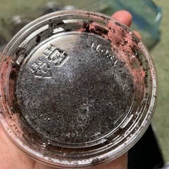 ヘラクレスオオカブトムシの幼虫