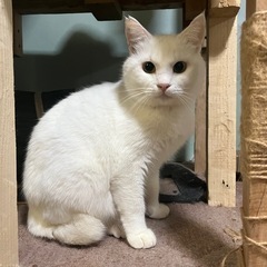 白猫ちゃん 推定3～5歳