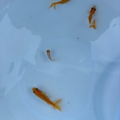 三尾和金稚魚