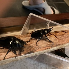ギラファノコギリクワガタのメス2匹セット！