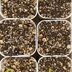 ランキングキーワードに紐づく投稿画像-多肉植物
