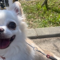 チワワ♂(6才6ヶ月)※一時受付終了とさせて頂きます。