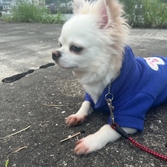 チワワ♂(6才6ヶ月)※一時受付終了とさせて頂きます。 - 佐世保市