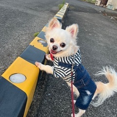 チワワ♂(6才6ヶ月)※一時受付終了とさせて頂きます。 - 犬