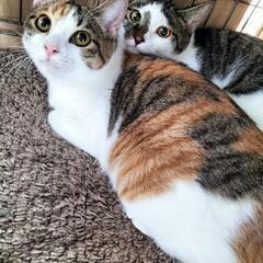 里親さま決定！ 想い合う理想の兄妹♡いくら&うに - 里親募集
