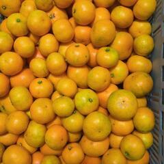 周防大島産　石地みかん　10kg