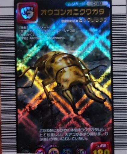 早く取引出来る方限定値引き有クワガタまとめ②タラレギババ