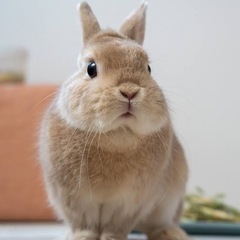 うさぎの餌分けてください