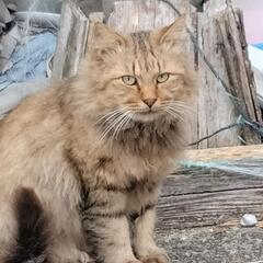 小さい頃に捨てられたポン太君