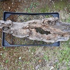 植木鉢・流木外の画像