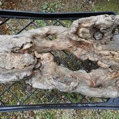 植木鉢・流木外の画像