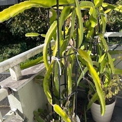 ドラゴンフルーツの特大サイズ鉢植え
