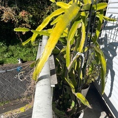 ドラゴンフルーツの特大サイズ鉢植えの画像