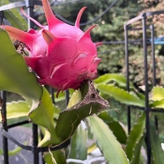 ドラゴンフルーツの特大サイズ鉢植えの画像
