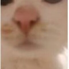 いませんかー？