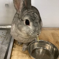 うさぎ　ネザーランドドワーフ　１歳　女の子