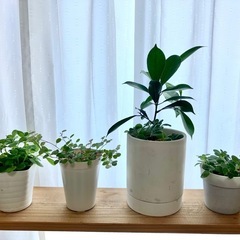 観葉植物・ガジュマル寄植え