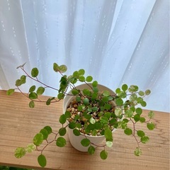 元気な観葉植物・ワイヤープランツの画像