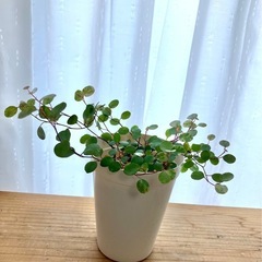 元気な観葉植物・ワイヤープランツの画像
