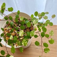 元気な観葉植物・ワイヤープランツの画像