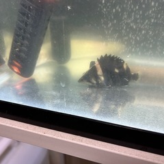 取引中
ダトニオ