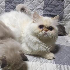 ワケあり ミヌエット長足 1歳 青い目の男の子