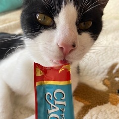 お結びちゃん　甘えん坊なメス　1歳　避妊済　エイズ白血病陰性　ノミダニ済　ワクチン済 - 里親募集
