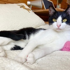 お結びちゃん　甘えん坊なメス　1歳　避妊済　エイズ白血病陰性　ノミダニ済　ワクチン済 − 茨城県