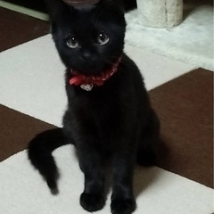黒猫のひょんこ
