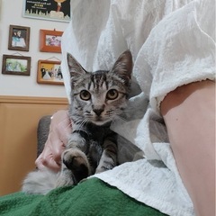 キジトラの小春