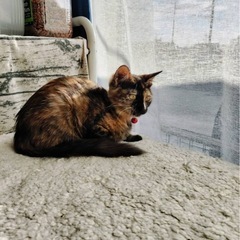 さび猫のポーちゃん