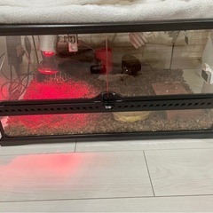 爬虫類用ゲージの画像