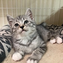 サバトラ　ライムくん　トライアル決定致しました♪の画像