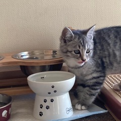 サバトラ　ライムくん　トライアル決定致しました♪ - 猫