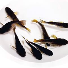 ブラックダイヤ~ヒレ黄・オス3匹メス1匹〜メダカめだか