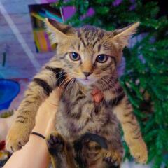 オス　ブラウンマッカレルタビー　去勢手術していただきました - 猫