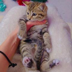 「靴下猫」メス　ブラウンマッカレルタビーに見えるけど実はキジシロ - 猫