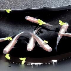 龍の瞳・1ペア〜メダカめだか