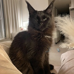 メインクーン 1歳半