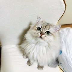 ペルシャ猫