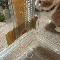 ハムスターゲージ
の画像