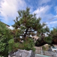 松の木🌲剪定教えてください。