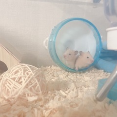【残り1匹です✨】生後1ヶ月　純キンクマハムスター　里親さん募集