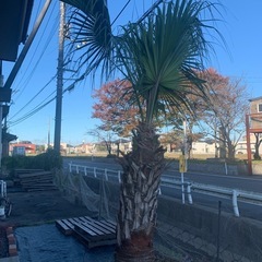 【決まりました】庭木