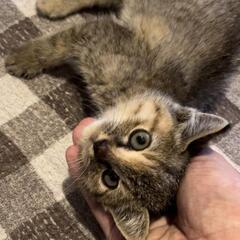 【お話中です】珍しい！！？麦ワラ猫のお嬢様(=ﾟωﾟ=) - 猫