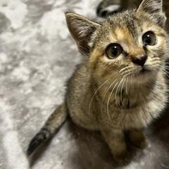 【お話中です】珍しい！！？麦ワラ猫のお嬢様(=ﾟωﾟ=) - 吉野川市