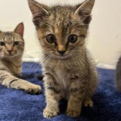 【お話中です】珍しい！！？麦ワラ猫のお嬢様(=ﾟωﾟ=) - 里親募集