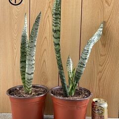 虎の尾、サンスベリア(観葉植物）