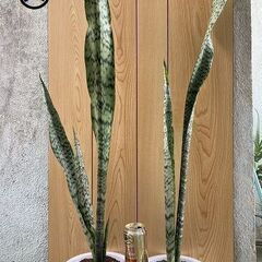 虎の尾、サンスベリア(観葉植物）の画像