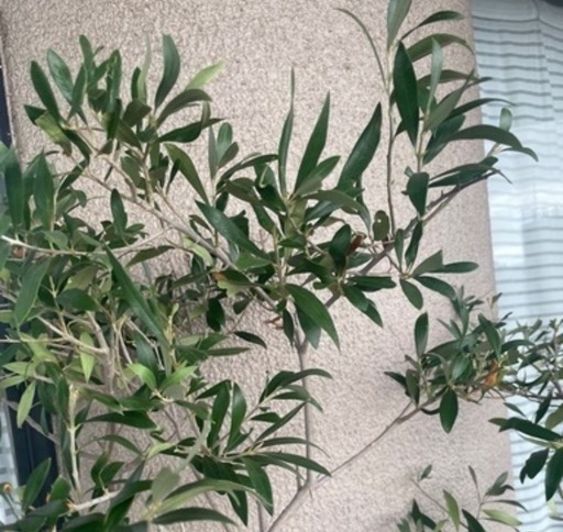 高さ1.6メートル　オリーブの木　観葉植物　葉っぱ　植物　グリーン
